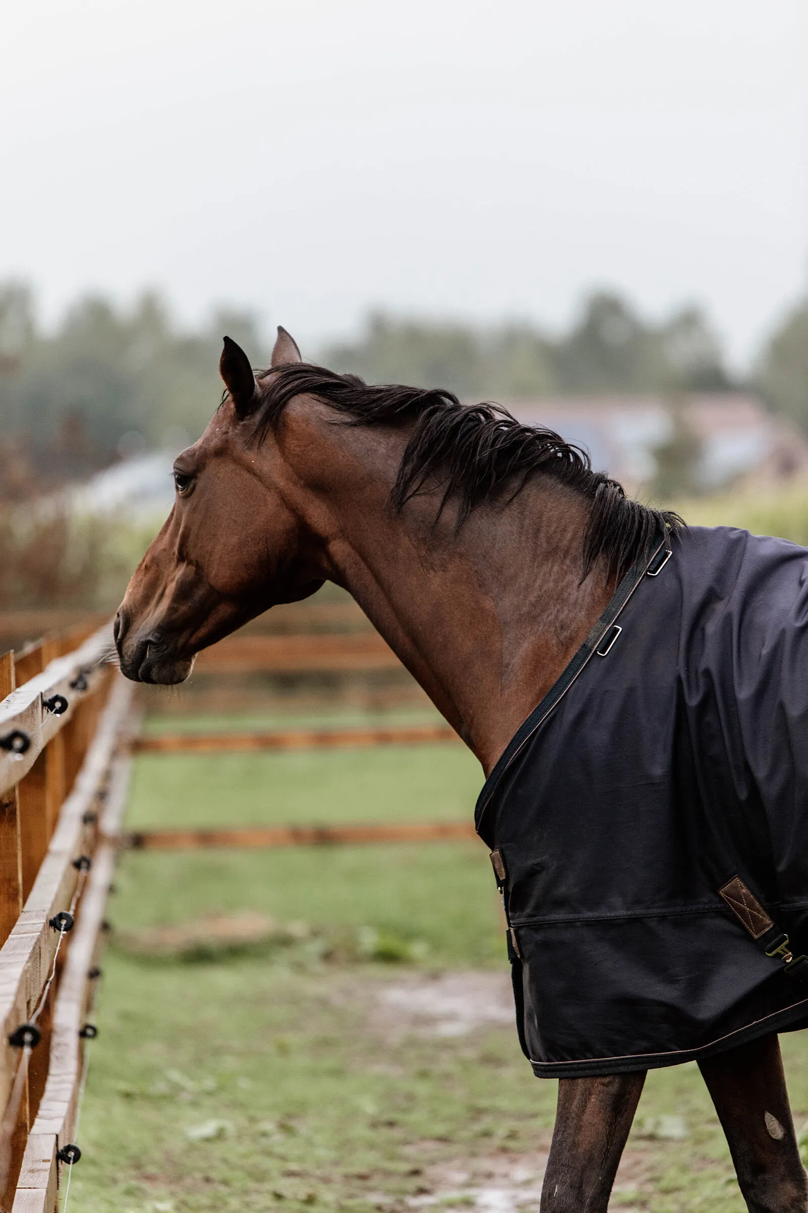 Kentucky Horsewear Couverture de Paddock 300gr