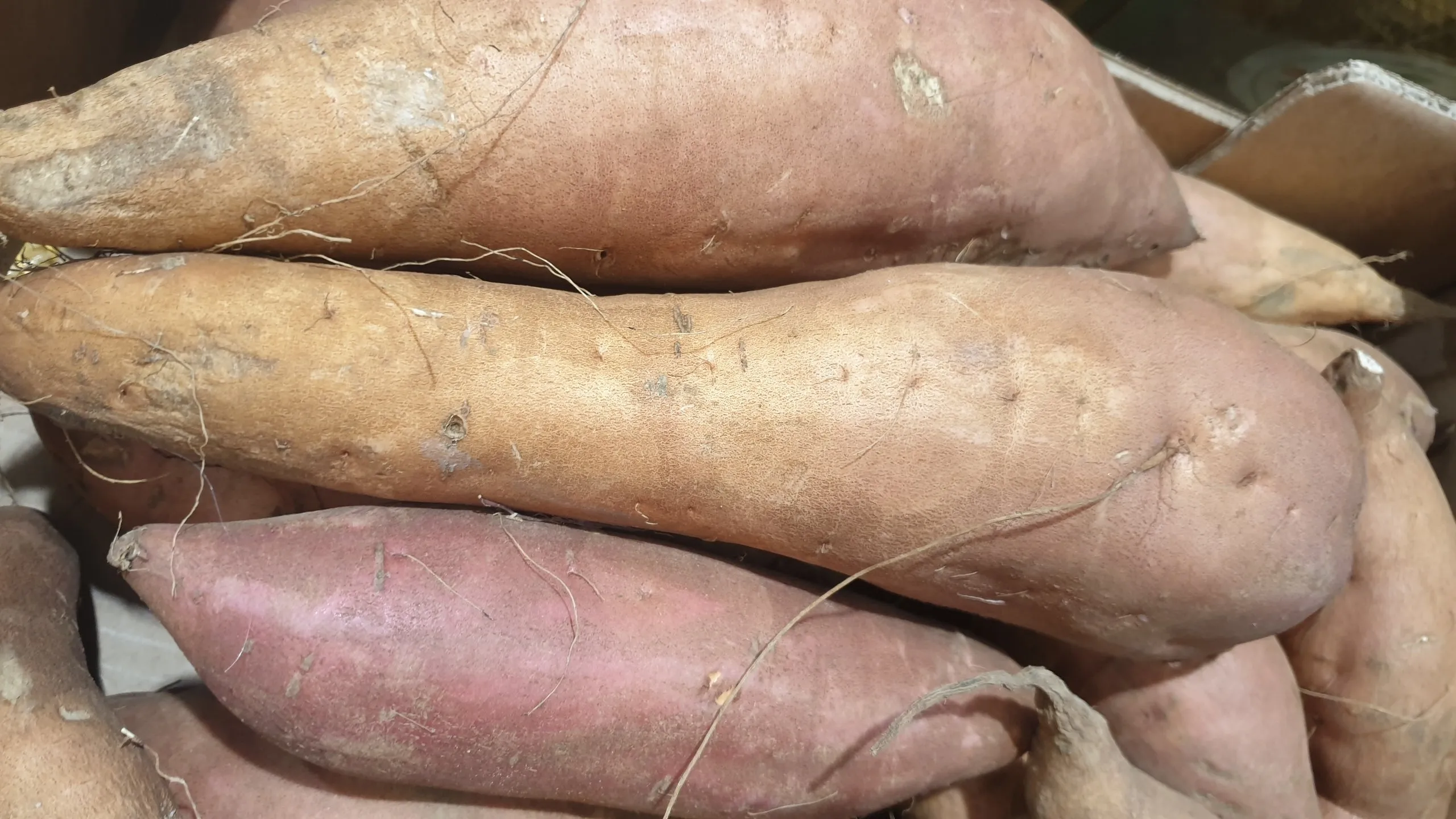 Patate douce